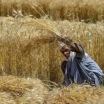 Wheat Production Crisis: Impact of Untimely Rainfall on Agriculture and Food Security