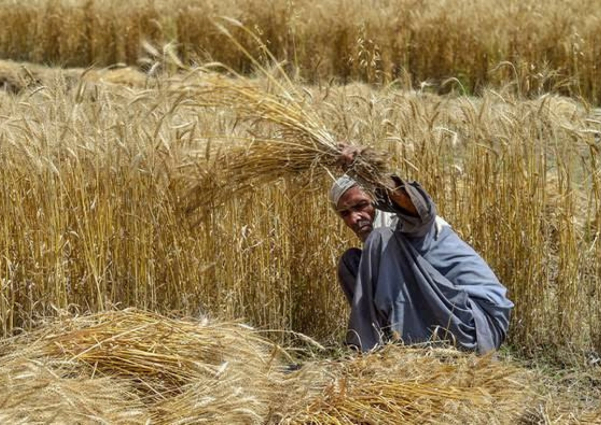 Wheat Production Crisis: Impact of Untimely Rainfall on Agriculture and Food Security