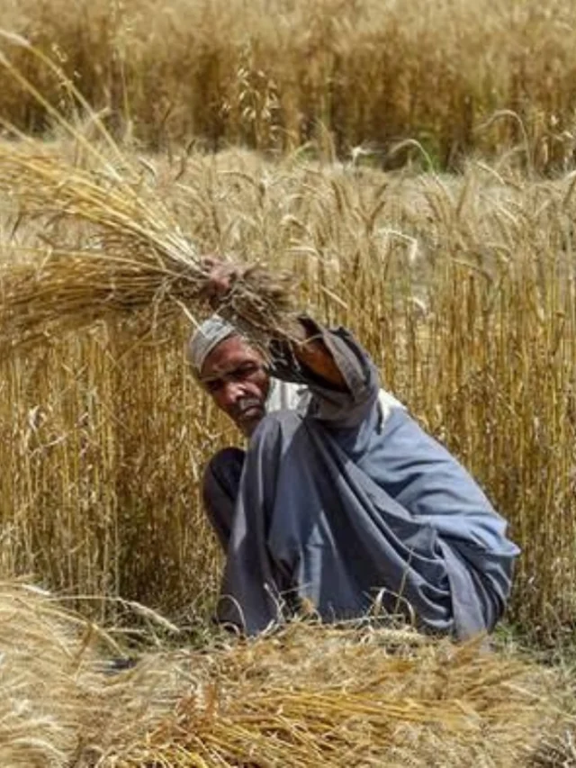 Wheat Production Crisis: Impact of Untimely Rainfall on Agriculture and Food Security-thumnail