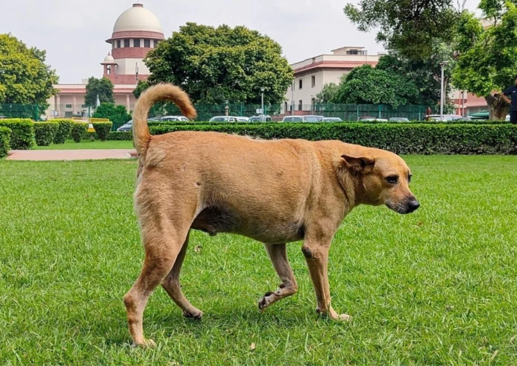 Supreme Court Refuses to Recall Stray Dog Removal Order: Debate Between Public Safety and Animal Rights Intensifies