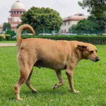 Supreme Court Refuses to Recall Stray Dog Removal Order: Debate Between Public Safety and Animal Rights Intensifies