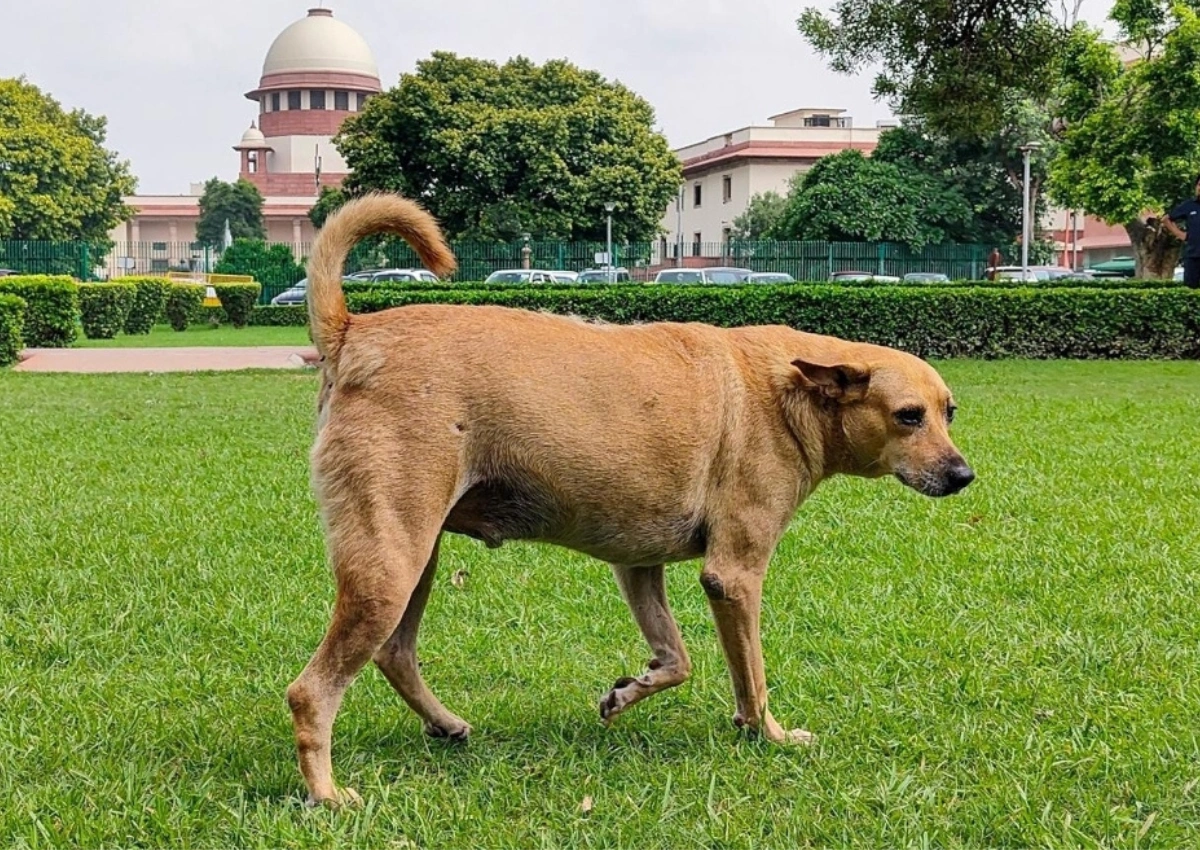 Supreme Court Refuses to Recall Stray Dog Removal Order: Debate Between Public Safety and Animal Rights Intensifies